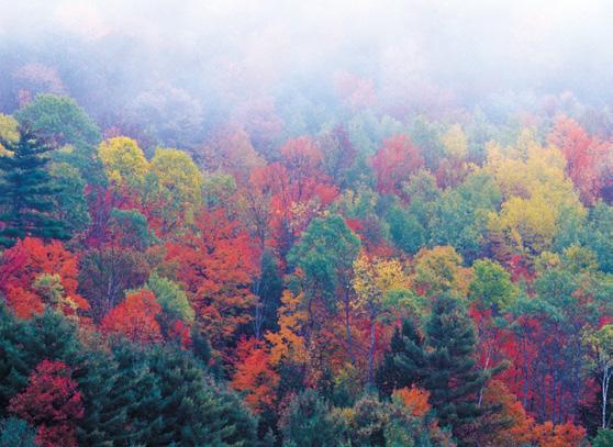 Secret Lives of Trees