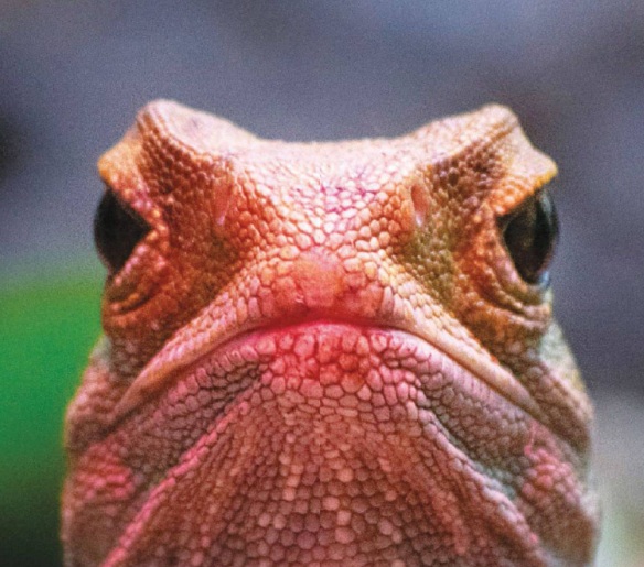 The Reptile Sexpocalypse