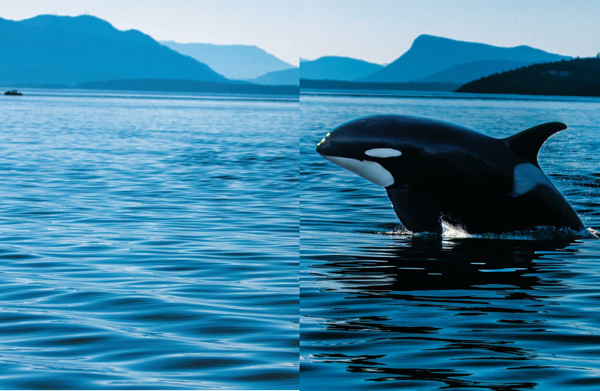 The Imperiled Orcas of the Salish Sea