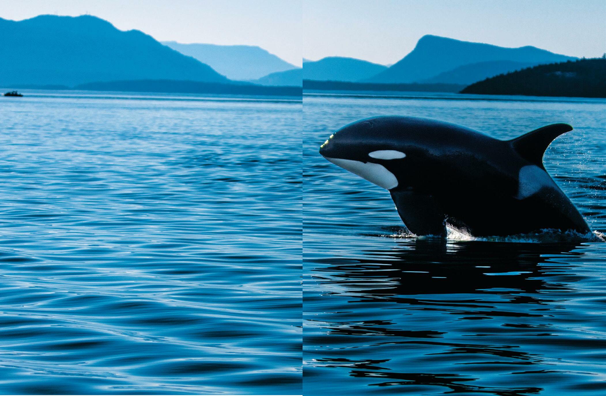 The Imperiled Orcas of the Salish Sea
