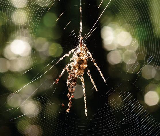 Spider Illusionists