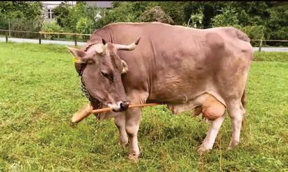 Cow Tools