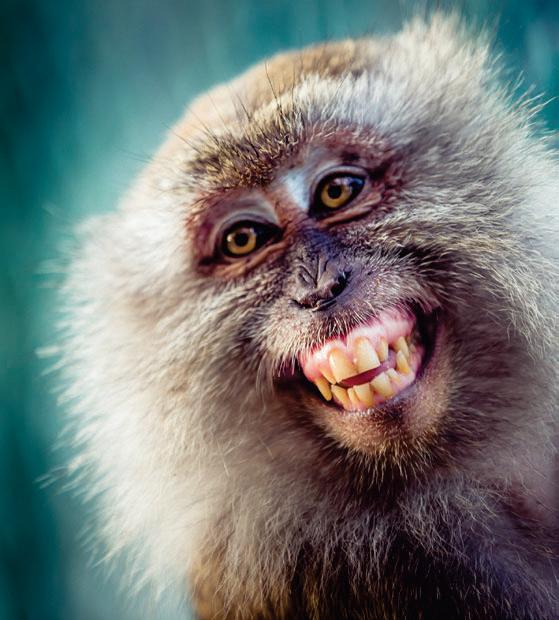Making Faces