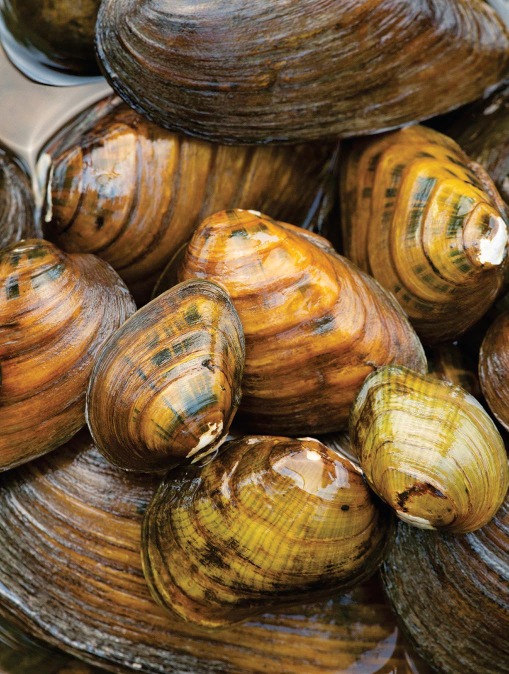 The Mystery of the Vanishing Mussels
