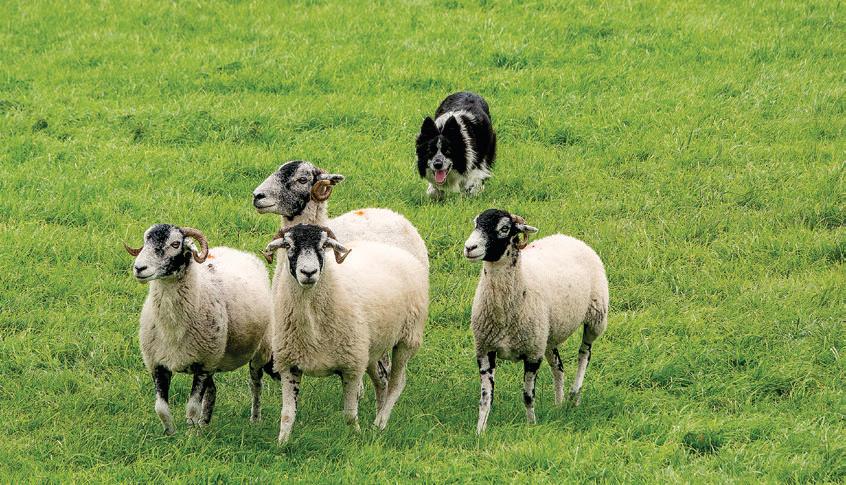 Sheepdog Strategy