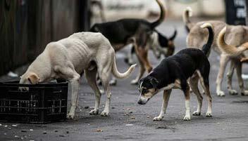 PMC Launches 1 Crore 'Mission Annada' for Stray Dogs