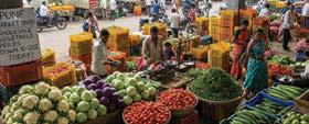 Veggie Prices Drop as Supply Rises in Pune Market Yard
