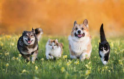 Pawsitive Healing