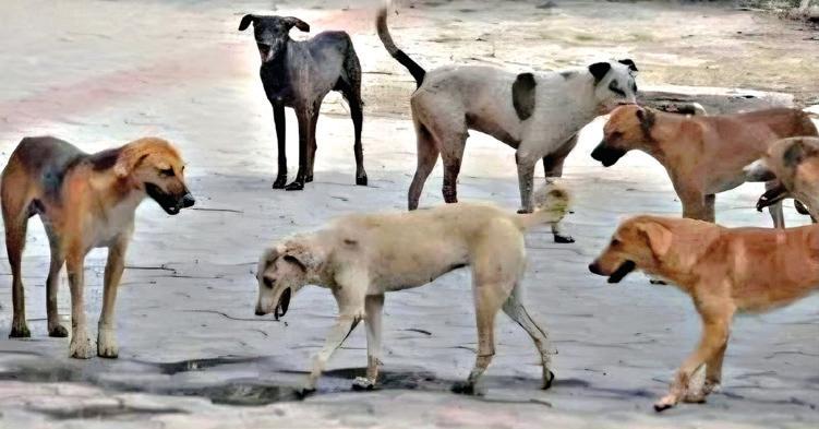 PMC's ₹37 crore stray dog plan