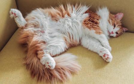 ¿LOS GATOS TRANSPIRAN? Consejos para manténerlos frescos