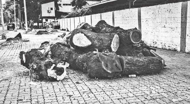 Expert: Science-based, forward-looking urban environmental planning needed to save trees