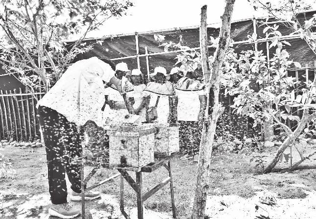 Buzzing project: Slovenia, PHL tap stingless bees