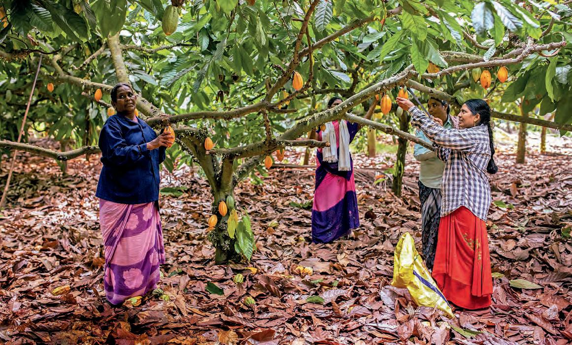 Crafting A Desi Chocolate Story