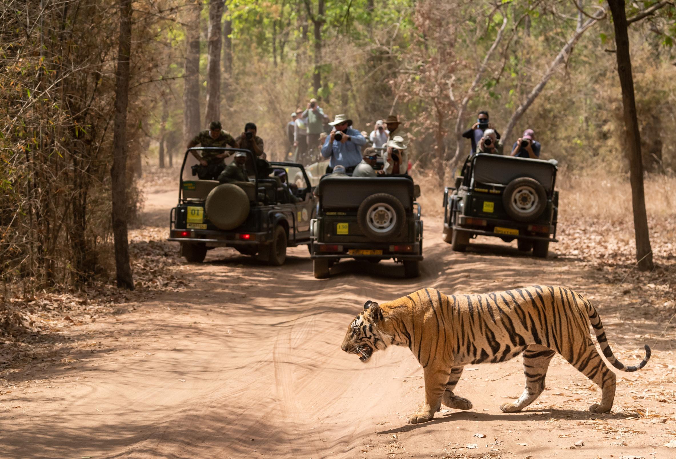 युवाओं के लिए प्रसिद्ध और अनजाने वन्यजीव अभयारण्यों की सैर
