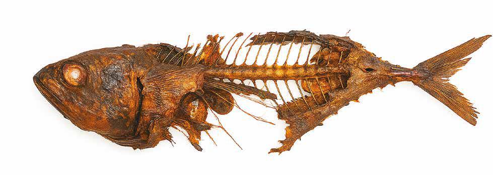 Going, Going, Go-aah